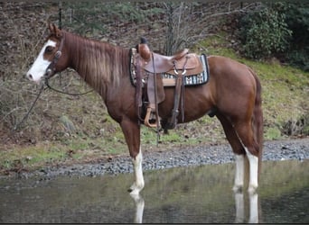 Paint Horse, Wałach, 6 lat, 155 cm, Cisawa