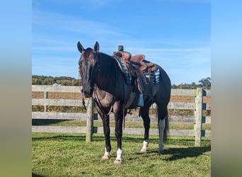 Paint Horse, Wałach, 6 lat, 155 cm, Grullo
