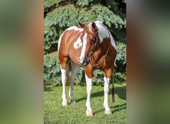 Paint Horse, Wałach, 7 lat, 150 cm, Ciemnokasztanowata