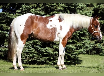 Paint Horse, Wałach, 7 lat, 150 cm, Ciemnokasztanowata