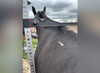 Paint Horse, Wałach, 7 lat, 150 cm, Kara