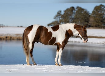 Paint Horse, Wałach, 7 lat, 150 cm
