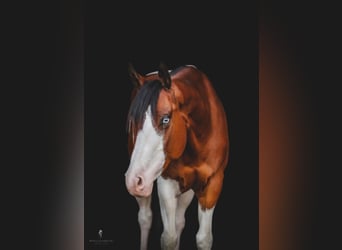 Paint Horse, Wałach, 7 lat, 152 cm, Ciemnokasztanowata