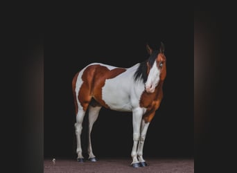 Paint Horse, Wałach, 7 lat, 152 cm, Ciemnokasztanowata