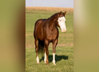 Paint Horse, Wałach, 7 lat, 152 cm, Ciemnokasztanowata