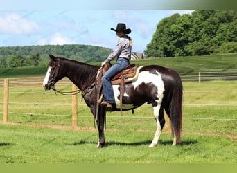 Paint Horse, Wałach, 7 lat, 152 cm, Kara