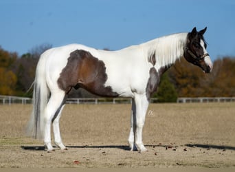 Paint Horse, Wałach, 7 lat, 155 cm, Gniadodereszowata