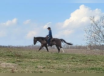 Paint Horse, Wałach, 7 lat, 155 cm, Grullo