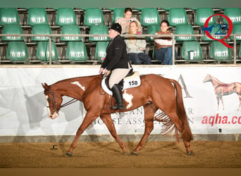 Paint Horse, Wałach, 7 lat, 164 cm, Tobiano wszelkich maści