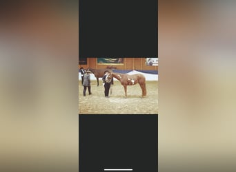 Paint Horse, Wałach, 7 lat, 164 cm, Tobiano wszelkich maści