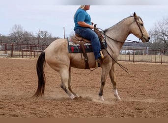Paint Horse, Wałach, 7 lat, Jelenia