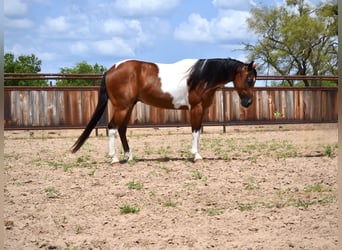 Paint Horse, Wałach, 8 lat, 142 cm, Srokata