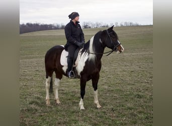 Paint Horse Mix, Wałach, 8 lat, 147 cm