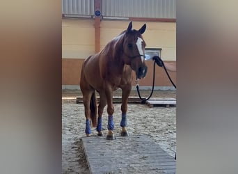 Paint Horse, Wałach, 8 lat, 148 cm, Ciemnokasztanowata