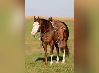 Paint Horse, Wałach, 8 lat, 152 cm, Ciemnokasztanowata