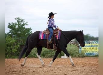Paint Horse, Wałach, 8 lat, 155 cm, Kara