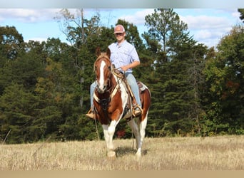 Paint Horse, Wałach, 8 lat, 163 cm, Tobiano wszelkich maści