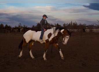 Paint Horse, Wałach, 8 lat, Gniada