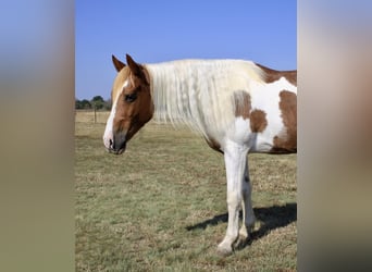 Paint Horse, Wałach, 8 lat, Tobiano wszelkich maści