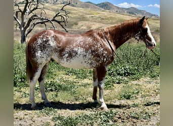 Paint Horse, Wałach, 9 lat, 152 cm, Ciemnokasztanowata