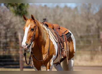 Paint Horse, Wałach, 9 lat, 152 cm, Gniada