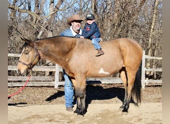 Paint Horse, Wałach, 9 lat, 152 cm, Jelenia