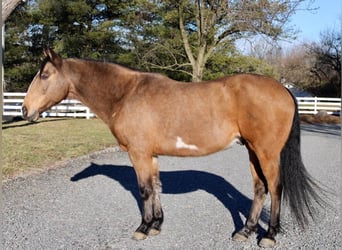Paint Horse, Wałach, 9 lat, 152 cm, Jelenia