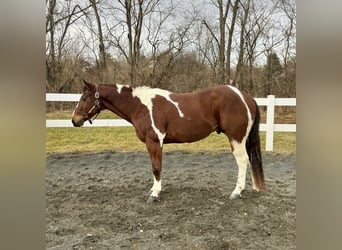 Paint Horse, Wałach, 9 lat, 155 cm, Cisawa