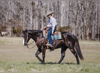 Paint Horse, Wałach, 9 lat, 155 cm, Kara