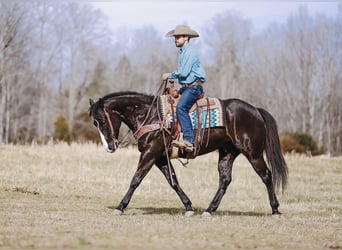 Paint Horse, Wałach, 9 lat, 155 cm, Kara