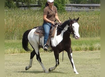 Paint Horse, Wałach, 9 lat, 163 cm, Tobiano wszelkich maści