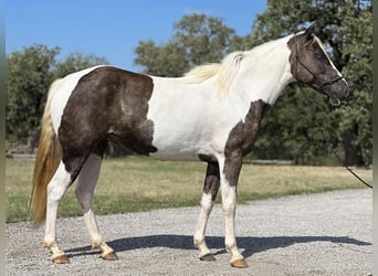 Paint Horse, Wallach, 10 Jahre, 135 cm, Tobiano-alle-Farben