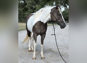 Paint Horse, Wallach, 10 Jahre, 135 cm, Tobiano-alle-Farben
