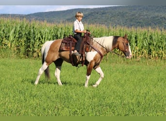 Paint Horse Mix, Wallach, 10 Jahre, 152 cm, Buckskin