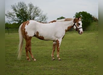 Paint Horse, Wallach, 10 Jahre, 152 cm, Schecke
