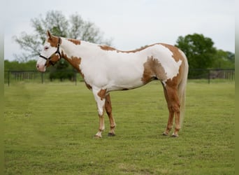 Paint Horse, Wallach, 10 Jahre, 152 cm, Schecke