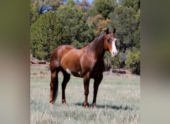 Paint Horse, Wallach, 10 Jahre, 152 cm