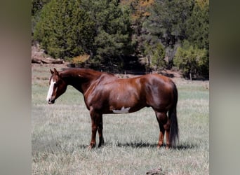 Paint Horse, Wallach, 10 Jahre, 152 cm