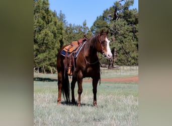 Paint Horse, Wallach, 10 Jahre, 152 cm