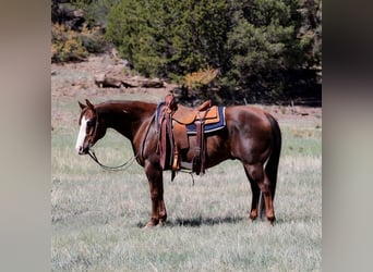 Paint Horse, Wallach, 10 Jahre, 152 cm