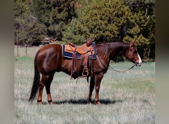 Paint Horse, Wallach, 10 Jahre, 152 cm