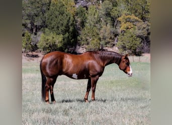 Paint Horse, Wallach, 10 Jahre, 152 cm