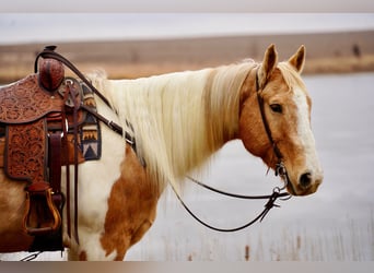 Paint Horse, Wallach, 10 Jahre, 155 cm, Schecke