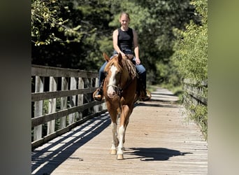 Paint Horse, Wallach, 10 Jahre, 157 cm, Rotfuchs