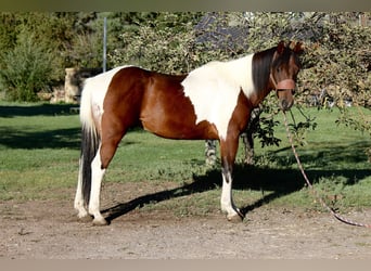 Paint Horse, Wallach, 10 Jahre, 157 cm, Tobiano-alle-Farben