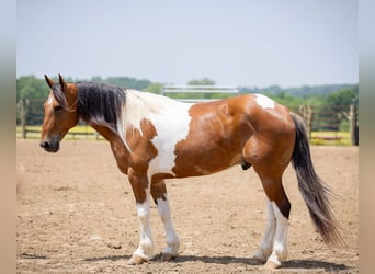 Paint Horse Mix, Wallach, 10 Jahre, 157 cm