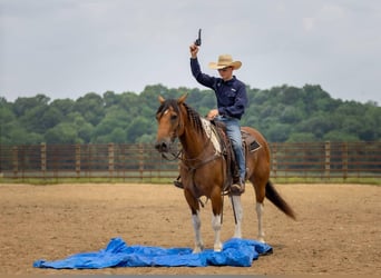 Paint Horse Mix, Wallach, 10 Jahre, 157 cm