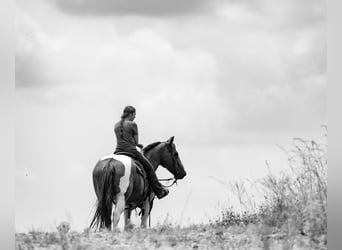 Paint Horse Mix, Wallach, 10 Jahre, 157 cm