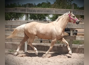 Paint Horse, Wallach, 10 Jahre, 165 cm, Palomino