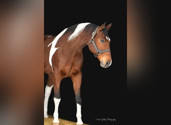 Paint Horse, Wallach, 10 Jahre, 170 cm, Rotbrauner